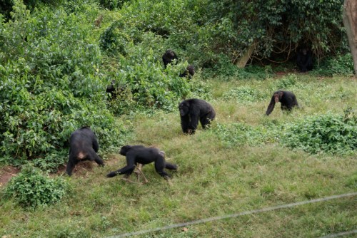 alphamonkey alphamonkey