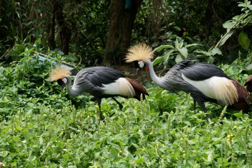 crestedcranes crestedcranes